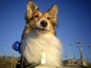 Pastor de Shetland - Sheltie